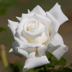 JFK White Rose Bush Cuttings - 3 Unrooted 6