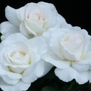 JFK White Rose Bush Cuttings - 3 Unrooted 6
