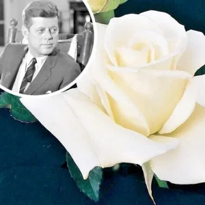 JFK White Rose Bush Cuttings - 3 Unrooted 6