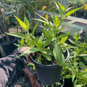 Justicia Secunda Live Plant - 1 Gallon Pot - Outdoor Shrub - Image 2