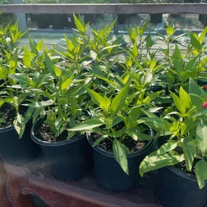 Justicia Secunda Live Plant - 1 Gallon Pot - Outdoor Shrub - Image 3