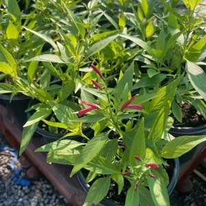 Justicia Secunda Live Plant - 1 Gallon Pot - Outdoor Shrub - Image 4