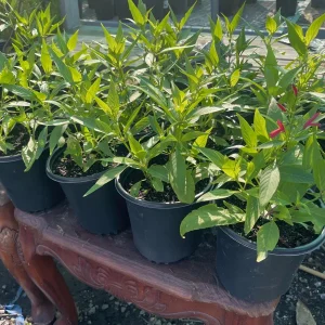Justicia Secunda Live Plant - 1 Gallon Pot - Outdoor Shrub - Image 5