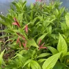 Justicia Secunda Live Plant - 1 Gallon Pot - Outdoor Shrub - Image 1