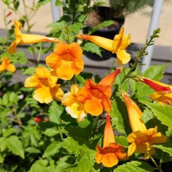Kalama Blood Orange Esperanza Live Plant 1 Gallon - Tecoma stans Outdoor Shrub - Image 2