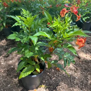Kalama Blood Orange Esperanza Live Plant 1 Gallon - Tecoma stans Outdoor Shrub - Image 1