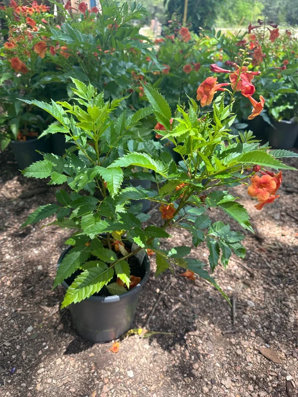 Kalama Blood Orange Esperanza Live Plant 1 Gallon - Tecoma stans Outdoor Shrub - Image 1
