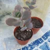 Kalanchoe Bryophyllum Fedtschenkoi 'Variegata' Live Plant – Lavender Scallops Succulent – 2" Pot - Image 1