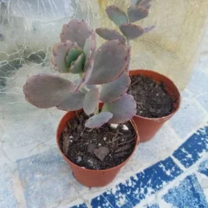 Kalanchoe Bryophyllum Fedtschenkoi 'Variegata' Live Plant – Lavender Scallops Succulent – 2" Pot - Image 1