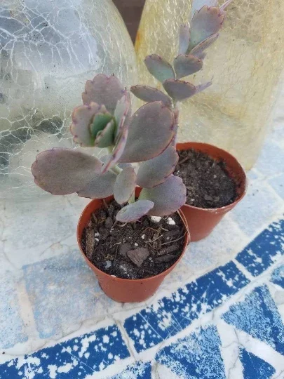 Kalanchoe Bryophyllum Fedtschenkoi 'Variegata' Live Plant – Lavender Scallops Succulent – 2" Pot - Image 1