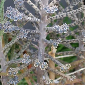 Kalanchoe Bryophyllum Tubiflora Live Plant - Mother of Thousands Succulent - Image 3