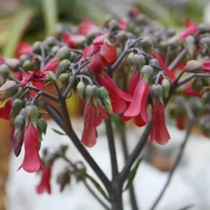 Kalanchoe Bryophyllum Tubiflora Live Plant - Mother of Thousands Succulent - Image 4