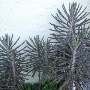 Kalanchoe Bryophyllum Tubiflora Live Plant - Mother of Thousands Succulent - Image 5