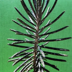 Kalanchoe Bryophyllum Tubiflora Live Plant - Mother of Thousands Succulent - Image 6