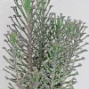 Kalanchoe Bryophyllum Tubiflora Live Plant - Mother of Thousands Succulent - Image 1