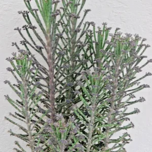 Kalanchoe Bryophyllum Tubiflora Live Plant - Mother of Thousands Succulent - Image 1