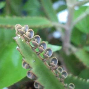 Kalanchoe Daigremontiana Live Plant – Mother of Thousands Succulent – Indoor/Outdoor - Image 2
