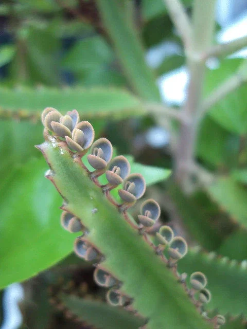 Kalanchoe Daigremontiana Live Plant – Mother of Thousands Succulent – Indoor/Outdoor - Image 2