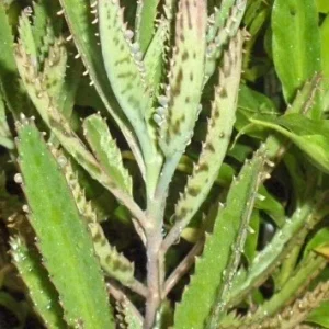 Kalanchoe Daigremontiana Live Plant – Mother of Thousands Succulent – Indoor/Outdoor - Image 3