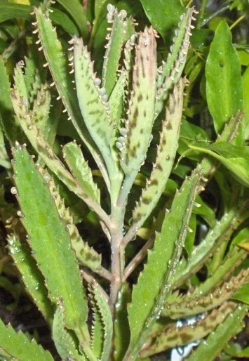Kalanchoe Daigremontiana Live Plant – Mother of Thousands Succulent – Indoor/Outdoor - Image 3