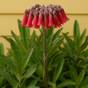 Kalanchoe Daigremontiana Live Plant – Mother of Thousands Succulent – Indoor/Outdoor - Image 4