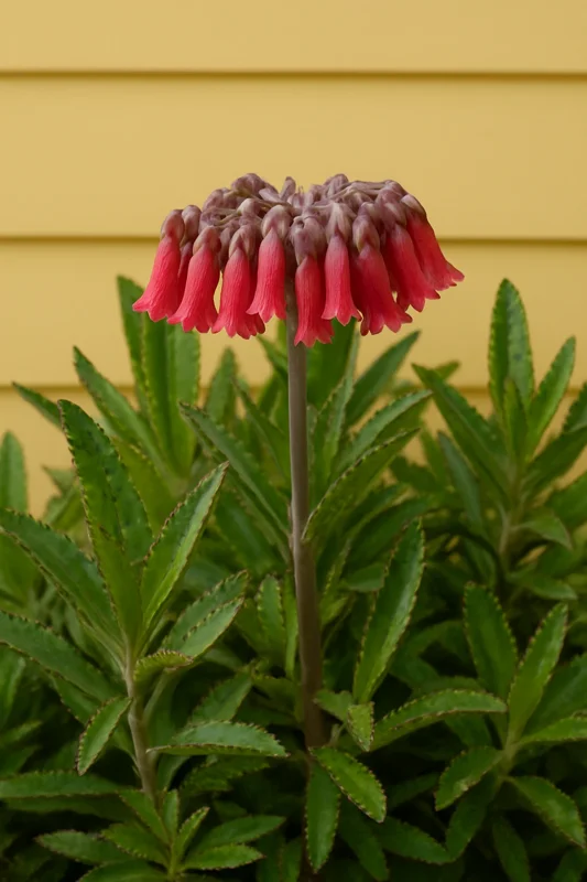 Kalanchoe Daigremontiana Live Plant – Mother of Thousands Succulent – Indoor/Outdoor - Image 4