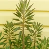Kalanchoe Daigremontiana Live Plant – Mother of Thousands Succulent – Indoor/Outdoor - Image 1