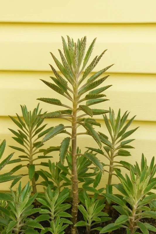 Kalanchoe Daigremontiana Live Plant – Mother of Thousands Succulent – Indoor/Outdoor - Image 1