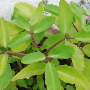 Kalanchoe Pinnata Live Plant - Miracle Leaf Plant - Bryophyllum Pinnatum - Image 2
