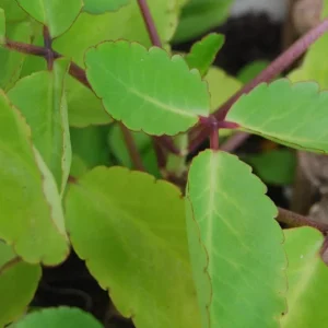 Kalanchoe Pinnata Live Plant - Miracle Leaf Plant - Bryophyllum Pinnatum - Image 3