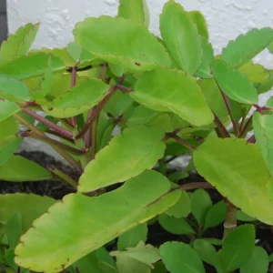 Kalanchoe Pinnata Live Plant - Miracle Leaf Plant - Bryophyllum Pinnatum - Image 4
