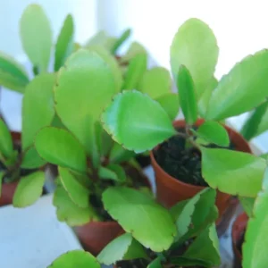 Kalanchoe Pinnata Live Plant - Miracle Leaf Plant - Bryophyllum Pinnatum - Image 6