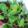 Kalanchoe Pinnata Live Plant - Miracle Leaf Plant - Bryophyllum Pinnatum - Image 1