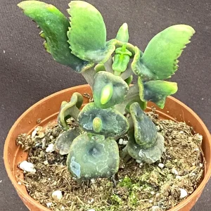 Kalanchoe Trompeta Live Plant - Angel Trumpet Succulent in 3