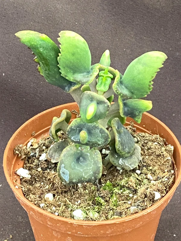 Kalanchoe Trompeta Live Plant - Angel Trumpet Succulent in 3" Pot - Image 2