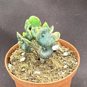 Kalanchoe Trompeta Live Plant - Angel Trumpet Succulent in 3