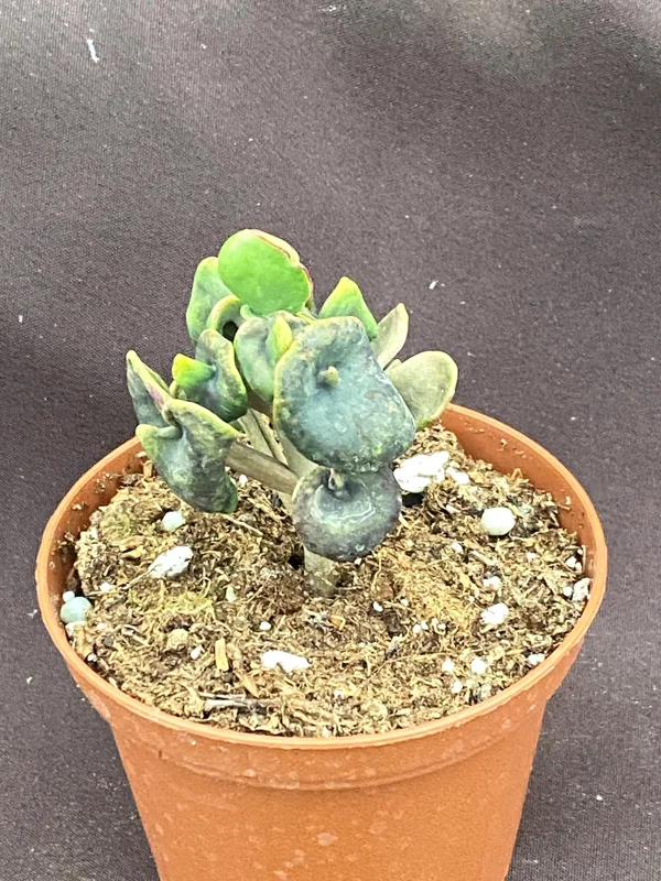 Kalanchoe Trompeta Live Plant - Angel Trumpet Succulent in 3" Pot - Image 3