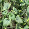 Kalanchoe Trompeta Live Plant - Angel Trumpet Succulent in 3" Pot - Image 1