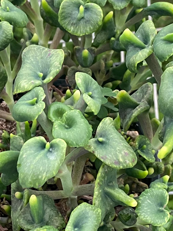 Kalanchoe Trompeta Live Plant - Angel Trumpet Succulent in 3" Pot - Image 1