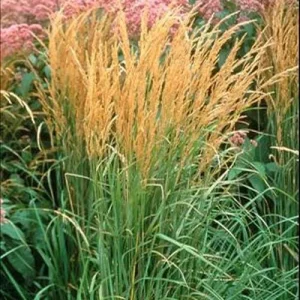 Karl Foerster Feather Reed Grass Live Plant – Perennial Ornamental Grass – Outdoor - Image 2