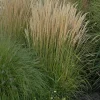 Karl Foerster Feather Reed Grass Live Plant – Perennial Ornamental Grass – Outdoor - Image 1