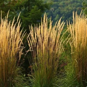 Karl Foerster Feather Reed Grass Live Starter Plant - Calamagrostis - Image 2