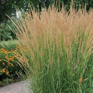Karl Foerster Feather Reed Grass Live Starter Plant - Calamagrostis - Image 3