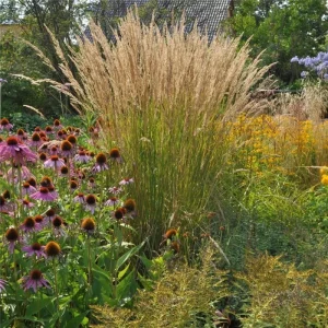 Karl Foerster Feather Reed Grass Live Starter Plant - Calamagrostis - Image 4