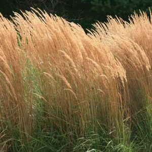 Karl Foerster Feather Reed Grass Live Starter Plant - Calamagrostis - Image 5