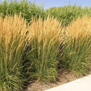 Karl Foerster Feather Reed Grass Live Starter Plant - Calamagrostis - Image 1