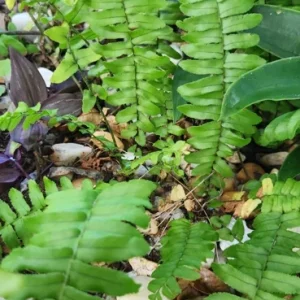 Kimberly Queen Fern Live Plant - Sword Fern Rooted Starter - Image 2