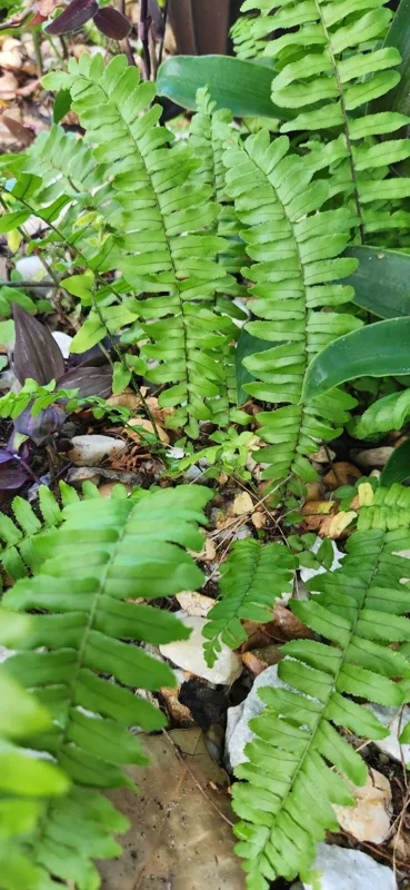 Kimberly Queen Fern Live Plant - Sword Fern Rooted Starter - Image 2