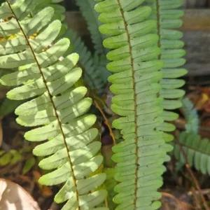 Kimberly Queen Fern Live Plant - Sword Fern Rooted Starter - Image 3