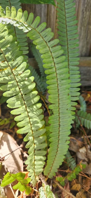 Kimberly Queen Fern Live Plant - Sword Fern Rooted Starter - Image 3